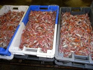 Bénodet Tribord Tout ce que vous pourrez voir et faire dans la région